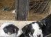 Pure adorable tri Colour Border Collies ready now
