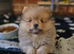 I litle boy