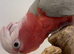 Tame and talking galah