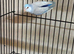 Baby parrotlets