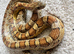1 year old Corn snakes.
