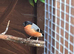 Serbian bull finches