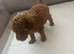Kc registered deep red toy poodle 1 male left