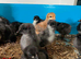 Week old Olive Eggers