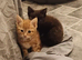 9 week old ginger female kitten