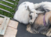 Female baby Pygmy goat