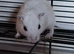 Gerbils for sal