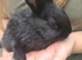Dutch cross boy rabbit