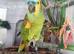 Blue Fronted Amazon Parrot – Exceptionally Colourful, Very Tame, Fantastic Talker