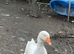 Male Embden goose