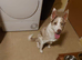 Red merle female collie