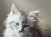 OUTSTANDING TICA-REGISTERED MAINE COON KITTENS
