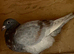 Ash bar racer pigeon 2026 RPRA ring