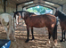 Smart bay gelding