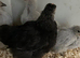 Pekin Bantam chicks