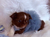 Tiny Chocolate boy