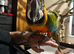Harlequin macaws