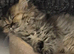 Stunning Chinchilla Rare kitten