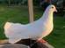 ️English fantail Doves ️