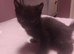 1 little boy ( black ) ready for his new home now
