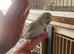 Young budgies