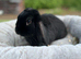 Mini lop female