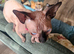 Sphynx female