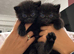Unique fluff kittens