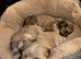 Lhasa Apso puppies in Kent