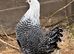 Silver campine girls for sale