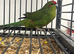 Stunning Various Baby Green Kakarikis