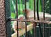 10 Zebra Finches and Indoor Aviary