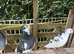 4 Birmingham roller cocks