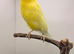 Lancashire canary male