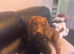 BEAUTIFUL TRI PUPPIES
