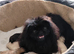 KC PEKINGESE PUPPYS AVAILABLE Now!!!