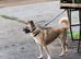 7 year old akita