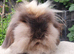 Double maned lionlop doe