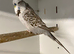 Budgies