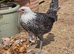 Silver Campine pullet growers