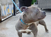 Staffy/Bully