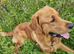 KC registered Fox red flat coat retriever proven stud