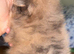 Rare! Merle Pomeranian puppies
