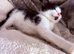Beautiful little kittens READY NOW