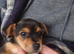 Beautiful jack Russell puppies ready to leave tomorrow