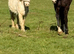11hh companion pony (Magic) available for permanent loan