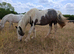 2 yr old cob mare 13.2