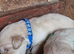 Beautiful Golden retriever puppies