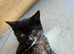 Beautiful Kittens Ready to Go!