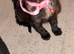 8 week old kitten for sale